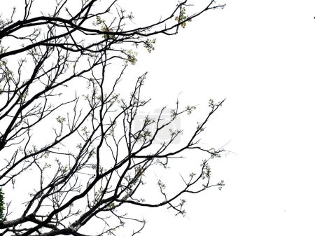 Téléchargez les photos : Silhouette de branches d'arbres avec chemin de coupe - en image libre de droit