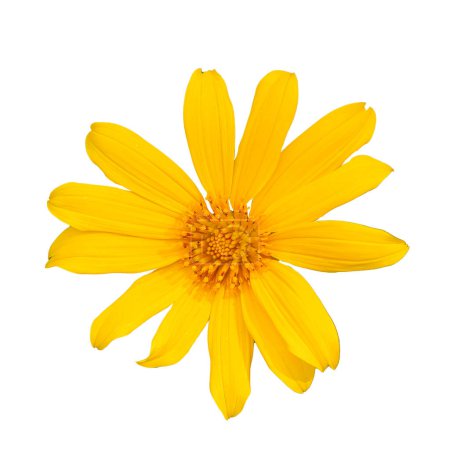 Foto de Flores amarillas sobre un fondo blanco - Imagen libre de derechos