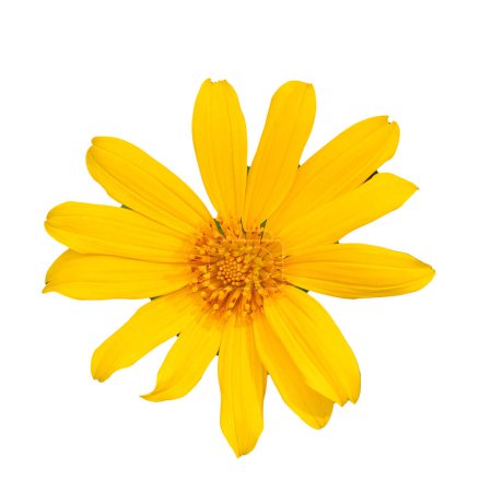 Foto de Flores amarillas sobre un fondo blanco - Imagen libre de derechos