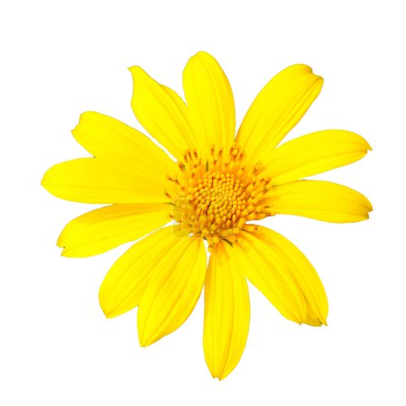 Photo for Yellow flowers on a white background - Royalty Free Image