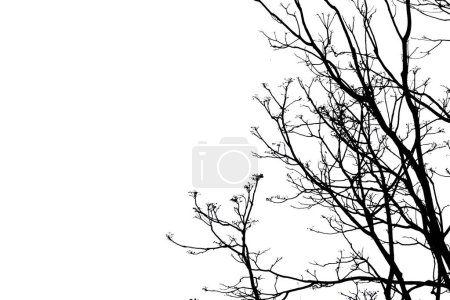 Foto de Silueta de ramas de árboles con camino de recorte - Imagen libre de derechos