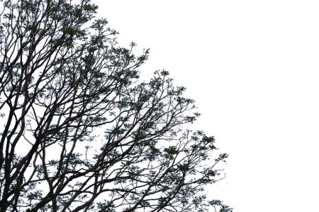 Foto de Silueta de ramas de árboles con camino de recorte - Imagen libre de derechos