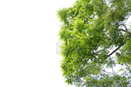 Photo for Branches of a tree. branches silhouette. tree branch on white background with clipping path - Royalty Free Image