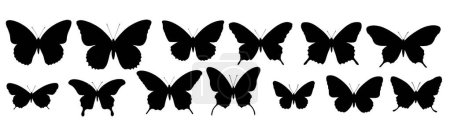 Photo for Silhouette of a butterflies on a white background - Royalty Free Image