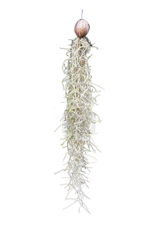 Photo for Spanish moss tree for home decoration on black background - Royalty Free Image