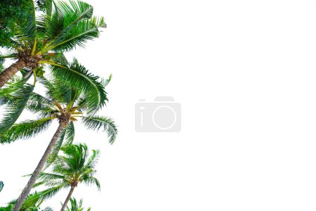 Photo for Summer background with coconut leaves - Royalty Free Image