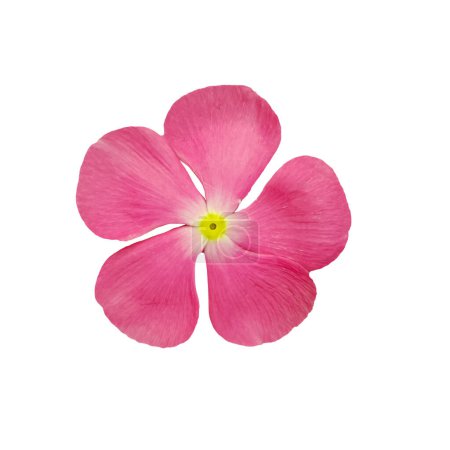 Téléchargez les photos : Fleur rose isolée sur fond blanc - en image libre de droit