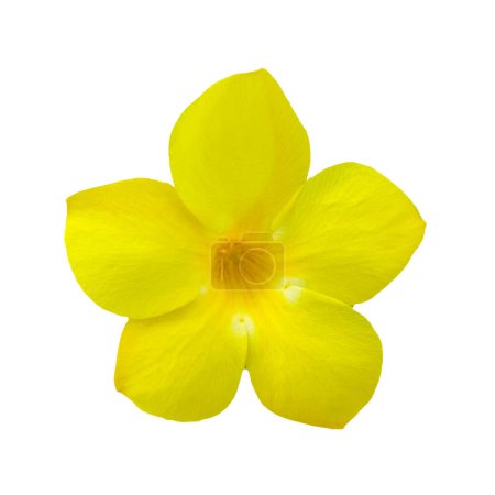 Foto de Flor de frangipani amarillo aislado sobre fondo blanco - Imagen libre de derechos