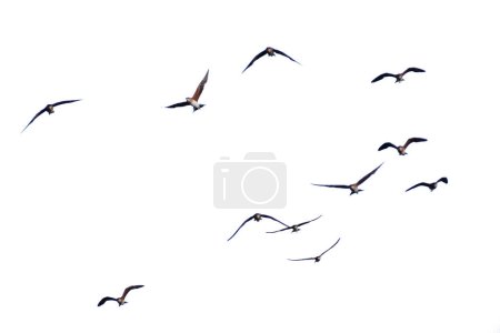 Photo for Flock of seagulls flying in sky - Royalty Free Image