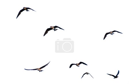 Téléchargez les photos : Troupeau de mouettes volant dans le ciel - en image libre de droit