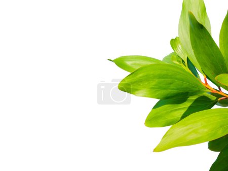 Téléchargez les photos : Feuilles vertes d'arbre tropical sur fond blanc - en image libre de droit