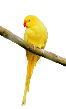 Téléchargez les photos : Perroquet jaune sur fond blanc isolé - en image libre de droit