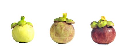 Téléchargez les photos : Mettre des fruits frais de mangoustan sur fond blanc - en image libre de droit