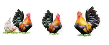 Téléchargez les photos : Coqs avec poule isolés sur fond blanc - en image libre de droit