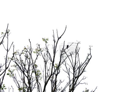Téléchargez les photos : Branches d'arbres de printemps Isolé sur fond blanc - en image libre de droit