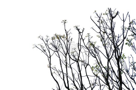 Téléchargez les photos : Branches d'arbres de printemps Isolé sur fond blanc - en image libre de droit