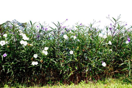 Téléchargez les photos : Buissons verts avec des fleurs blanches et violettes isolés sur fond blanc - en image libre de droit
