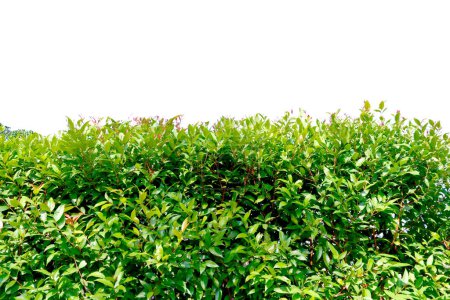 Téléchargez les photos : Arbustes verts isolés sur fond blanc - en image libre de droit