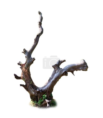 Téléchargez les photos : Dry tree trunk isolated on white background - en image libre de droit