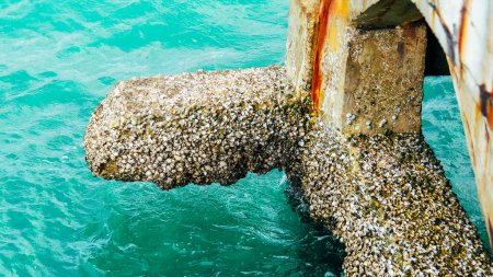 Téléchargez les photos : Colonne en béton armé dans l'eau de mer - en image libre de droit