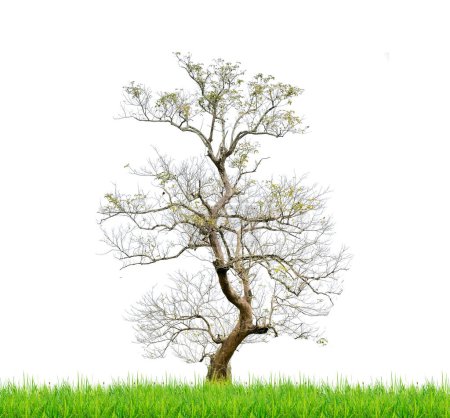 Téléchargez les photos : Silhouette d'un arbre isolé sur fond blanc - en image libre de droit