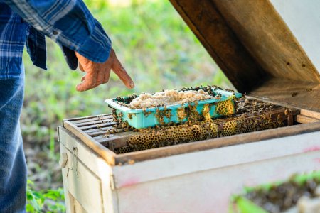 colony of bees with sugar granulated in a basket on wooden frame of honeycomb,beekeeping,sugar based additional feed to prevent starvation in early spring that lack of nectar from flower pollen