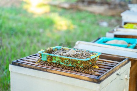 colonia de abejas con azúcar granulada en una canasta en marco de madera de panal, apicultura, azúcar basado en alimentación adicional para evitar la inanición a principios de primavera que la falta de néctar de polen de flores