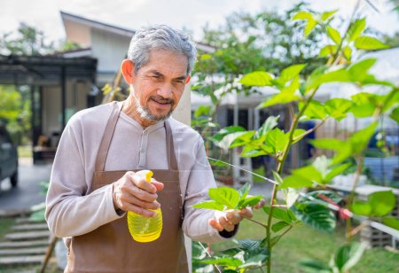 glücklicher asiatischer Senior sprüht Hormone auf wachsende Gemüseblätter im heimischen Gemüsegarten, Konzept des Lebensstils älterer Menschen, Aktivität, Hobby