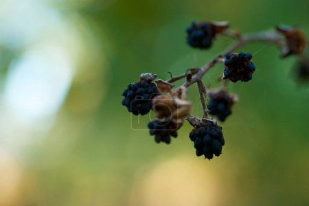 Photo for Plant blackberry autumn nature black macro eat branch - Royalty Free Image