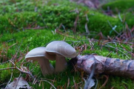 Photo for Mushroom, mushroom, nature, forest, plant, autumn, wood, season, natural, beautiful, grass, flora, - Royalty Free Image