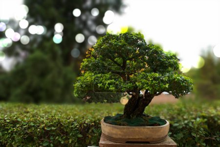 Photo for Bonsai, tree, plant, decoration, design, garden, natural, nature, background, beautiful, art, beauty, green, - Royalty Free Image