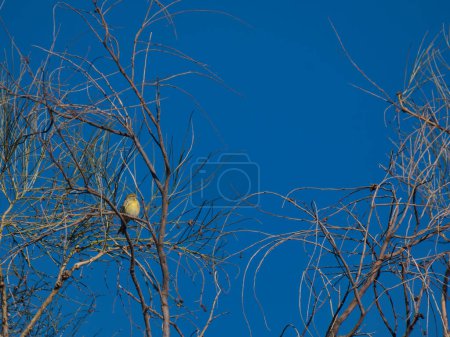 Bunting bird Emberiza citrinella on a branch against niba background in winter in Spain on a sunny day