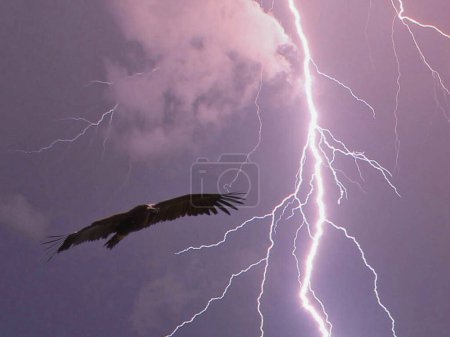 chestnut vulture Aegypius monachus bird in flight against dramatic beautiful sky background