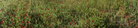 Photo for Blooming red poppies in the field in spring on a sunny day - Royalty Free Image