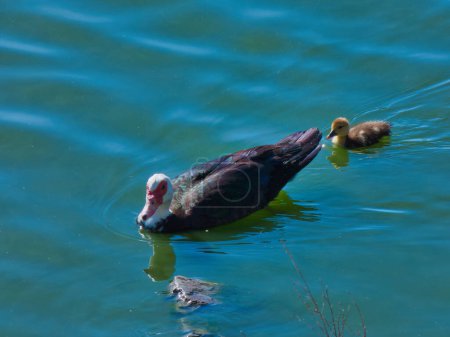 Photo for Domestic Muscovy duck young chick swimming on a pond on a sunny day - Royalty Free Image