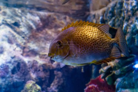 Foto de Siganus guttatus océano animal agua salada peces nadando en el agua de cerca - Imagen libre de derechos