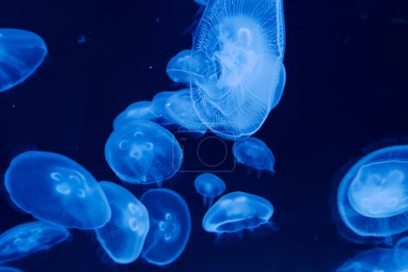 Foto de Aurelia labiata medusas de agua salada nadando en el agua de cerca - Imagen libre de derechos