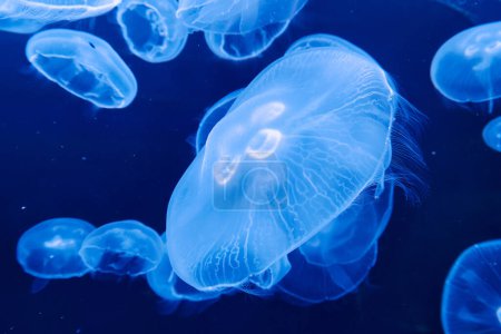 Aurelia labiata medusas de agua salada nadando en el agua de cerca