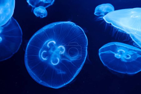 Aurelia labiata saltwater jellyfish swimming in water close up