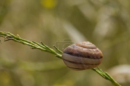 un caracol escondido en su caparazón unido al tallo de una planta