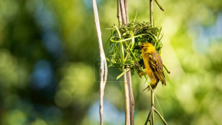 Village (Spotted-backed) Weaver (Ploceus cucullatus) sitting on his nest