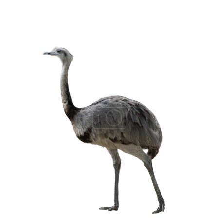 Photo for Greater Rhea - Nandu on a transparent background - Royalty Free Image