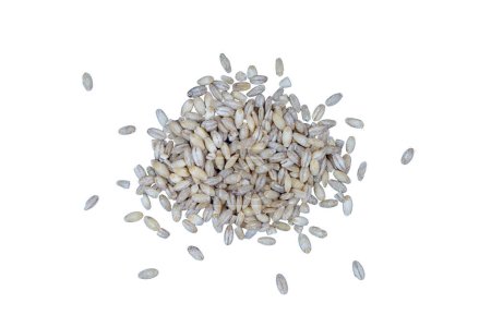 a small pile of barley on a transparent background