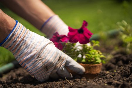 Foto de Un primer plano de las manos en guantes dedicados al trabajo de jardinería, preparando la tierra en un jardín para la siembra de plántulas de flores. Un jardinero profesional cultiva plantas, granjas penutia plántulas en un día soleado - Imagen libre de derechos
