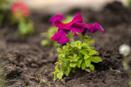 A closeup of a seedling in the ground. Petunia hybrida seedlings are planted in the processed black soil.