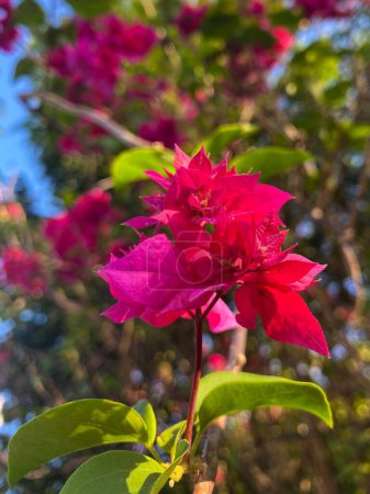 Foto de Flor de Bougenville o también conocida como Flor de Papel (Kembang Kertas) en color rojo a púrpura están floreciendo en el lado de la carretera - Imagen libre de derechos