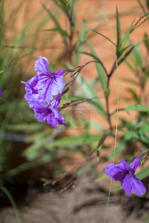 Photo for Purple flowers grow beautifully in city parks. Called Ruellia simplex or "Kencana Ungu" in Indonesian - Royalty Free Image
