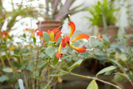 Photo for Orange flowers of AESCHYNANTHUS LIPSTICK in the garden. Summer and spring time - Royalty Free Image