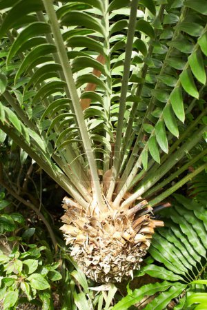 Photo for Plant of zamiaceae encephalartos altensteinii in the garden. Summer and spring time - Royalty Free Image