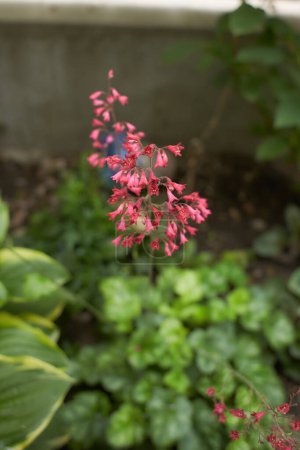 Téléchargez les photos : Fleurs rouges de Heuchera sanguinea, rubescens dans le jardin. Heure d'été et de printemps. - en image libre de droit